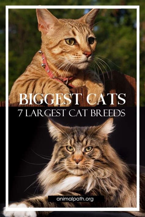 Biggest Cats 7 Largest Cat Breeds Cat Breeds Large Cat Breeds