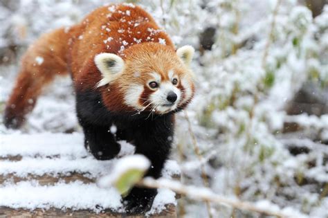 Red Panda Winter By Josef Gelernter Magical Nature Tour