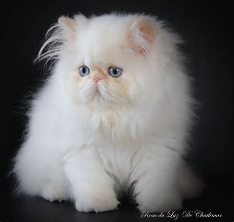 Exotic Longhair Cat For Sale