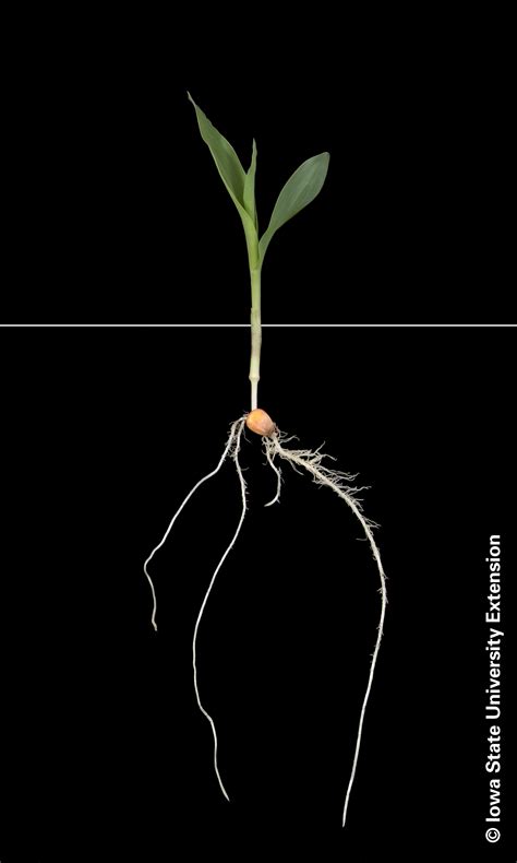 Corn Growth Stages Integrated Crop Management