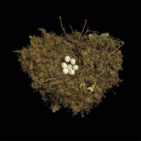 Bird Nest By Sharon Beals