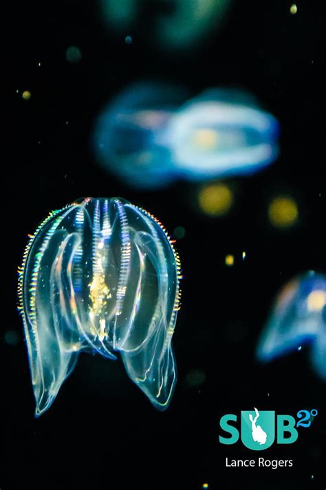 Comb Jellies The Lanterns Of The Ocean Scuba Diving Blog