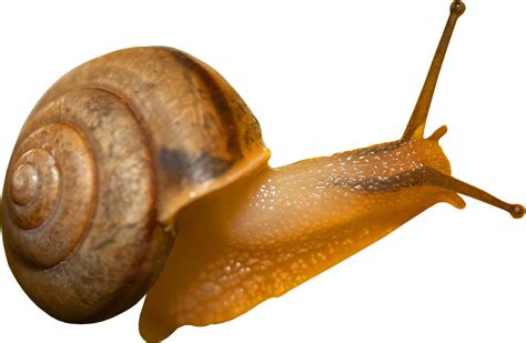 Snail Png Snail Png Animals