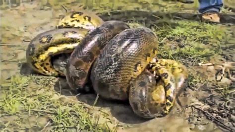 Anaconda Vs Caiman Alligator Fight To Death Youtube