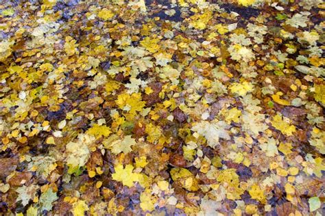 Autumn Yellow Leaves In A Clean Puddle In Autumn Stock Photo Image Of
