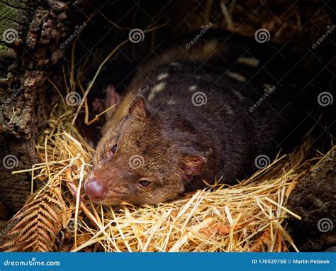 Tiger Quoll Dasyurus Maculatus Also Spotted Tail Quoll The Spotted