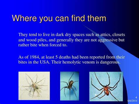 Ppt Brown Recluse Powerpoint Presentation Free Download Id1151153
