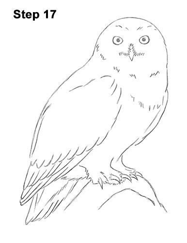 How To Draw A Snowy Owl Owls Drawing Owl Illustration Snowy Owl