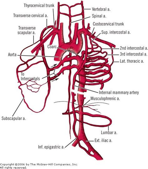 Thoracic Artery Anatomy My XXX Hot Girl