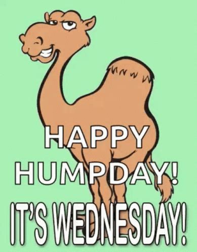 Happy Humpday Its Wednesday Gif Happy Humpday Its Wednesday Camel Descubre Comparte Gifs