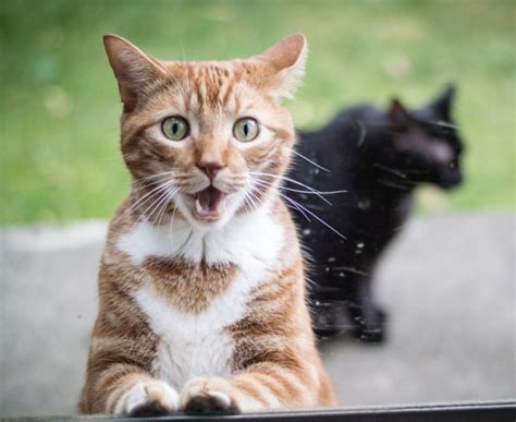 15 Hilarious Cats Who Behave Exactly Like Us At Work