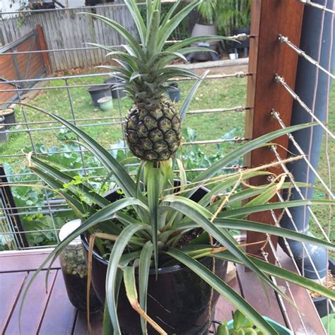 Growing Pineapples In Pots Love Of Dirt