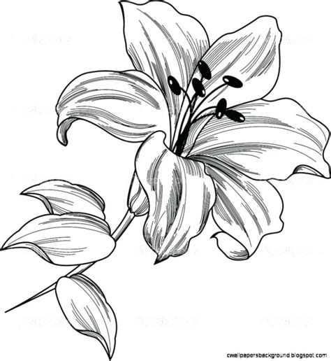 Calla Lily Flower Drawing At Getdrawings Free Download