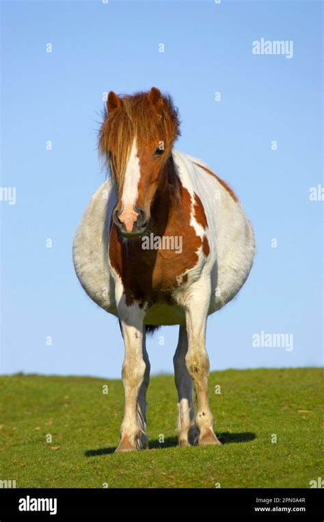 Pregnant Horse Mare Hi Res Stock Photography And Images Alamy