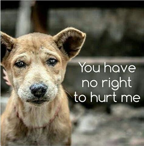 Stop Animal Abuse And Animal Abandoning ° ♡ ° Animal Kingdom Amino