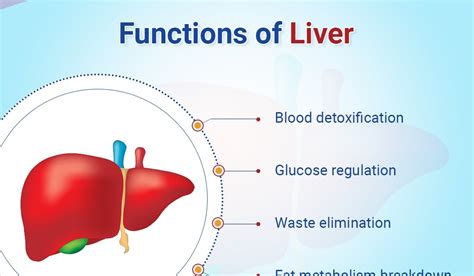 Functions Of Liver