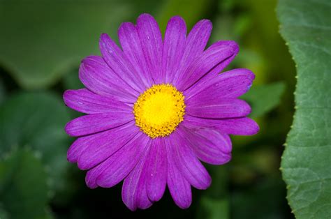 Images Gratuites La Nature Fleur Violet Pétale été Marguerite