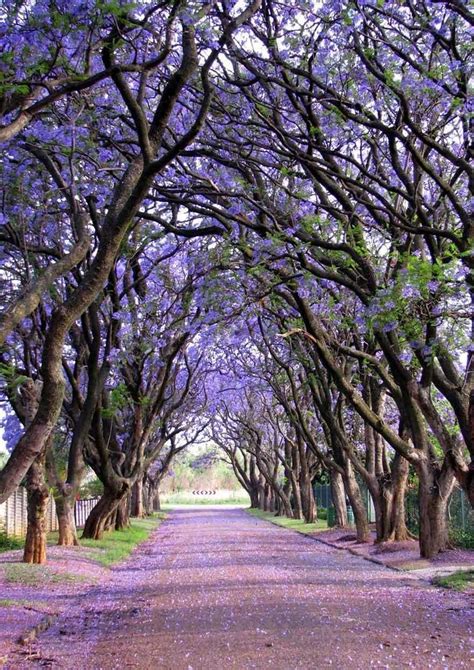 15 Of The Most Beautiful Trees In The World 8 Is Breathtaking