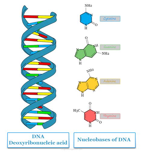 Deoxyribonucleic Acid Dna Structure Types Technology
