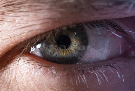 Beautiful Close Up Human Eye Macro Photography Stock Image Image Of