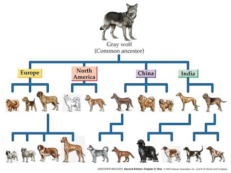 Evolution Of Dogs Neurologica Blog