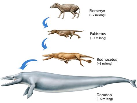 Top 10 Deadliest Dinosaurs Whale Prehistoric Animals Extinct Animals