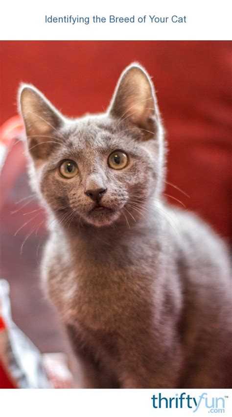 identifying  breed   cat thriftyfun
