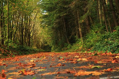 Wallpaper Road Autumn Trees Orange Green Fall Wet