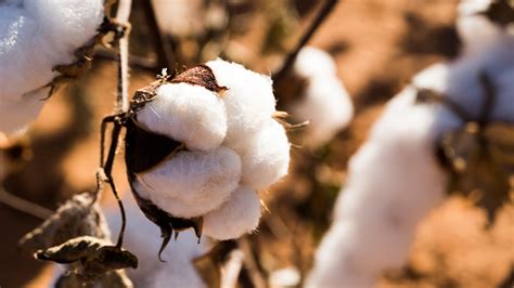 Organic Cotton Fabric - Patagonia