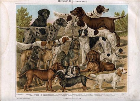 Rare Antique Print Late 1800s Hunting Dog Breeds Dachshund Pointers