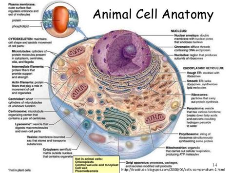 Cells are made up of different parts. Animal Cell Labeled and Functions | Animal cell, Animal ...