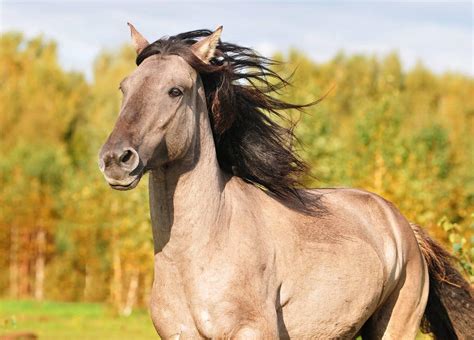 Grullagrullo Horse Info Pictures Temperament And Traits Pet Keen