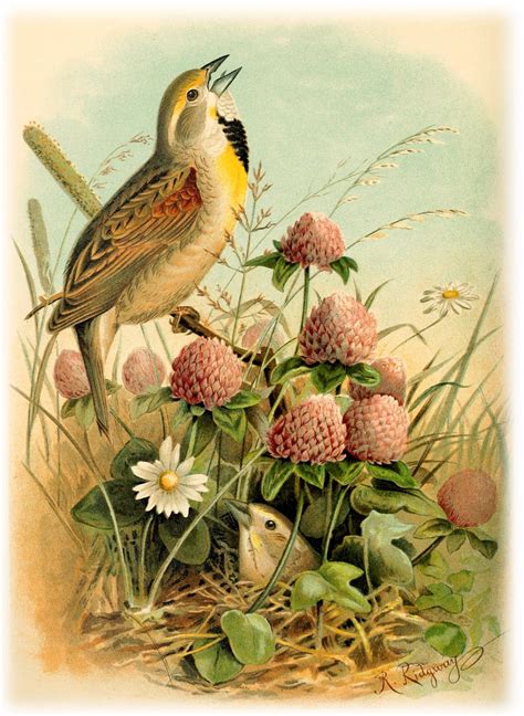 pin by lidia burgos on vintage birds images bird illustration bird prints vintage birds