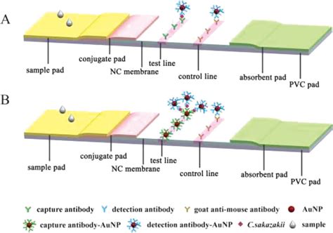 Gold Nanoparticle Based Enhanced Lateral Flow Immunoassay For Detection Of Cronobacter Sakazakii