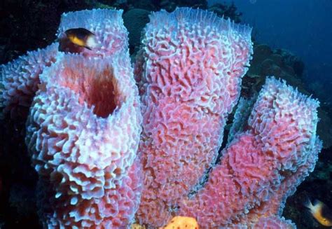 Porifera Sea Sponge Saltwater Aquarium Marine Plants