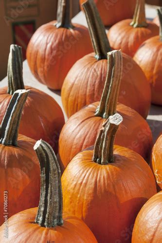 Pumpkin Stalks Stock Photo And Royalty Free Images On