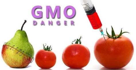 Genetically modified food (gmf) means any food containing or derived from a genetically engineered organism 10). GMO Food