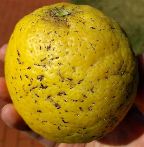 Diagnosis Why Does My Lemon Tree Have Black Scabs On The Lemons And