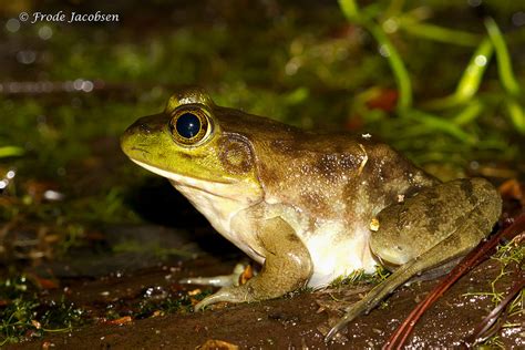 Maryland Biodiversity Project American Bullfrog Lithobates Catesbeianus