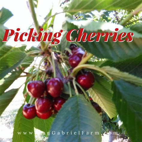 Picking Cherries In Oregon San Gabriel Farm