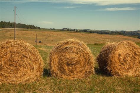 Hayfield Hay Harvesting Sunny Autumn Landscape Rolls Of Fresh Dry Hay