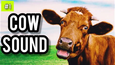 Cow Sound Effect Cow Sound 1 Free Sound Effects For You Cow
