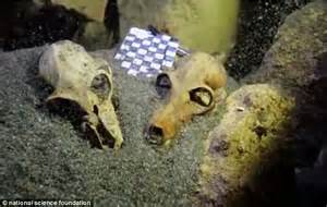 Lemurs The Size Of Gorillas Discovered In Underwater Graveyard In