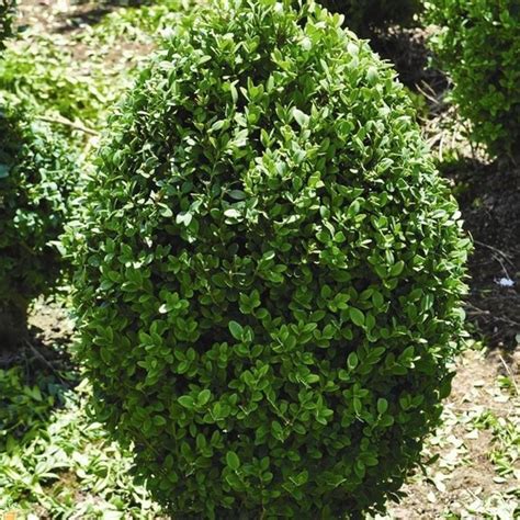 Green Mountain Boxwood — Plantingtree