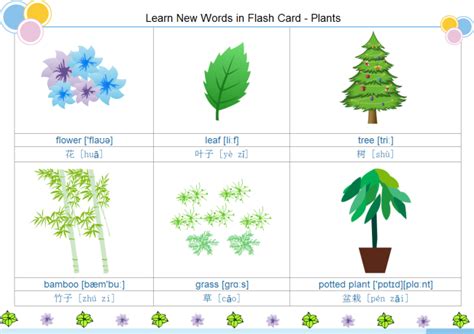 plants flash card  plants flash card templates