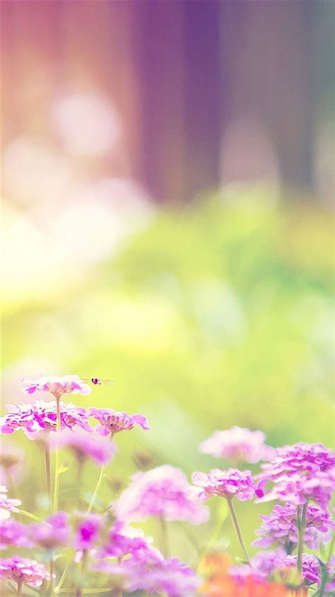 Dreamy Sunshine Bright Flower Bokeh Iphone 8 Wallpapers Free Download