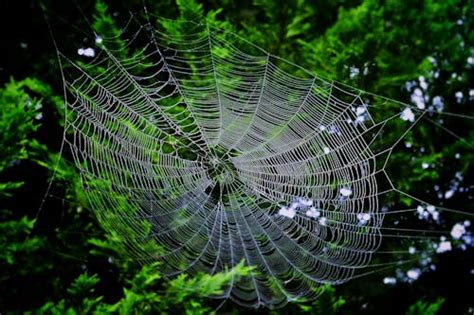 Selective Focus Photo Of Spider Web · Free Stock Photo