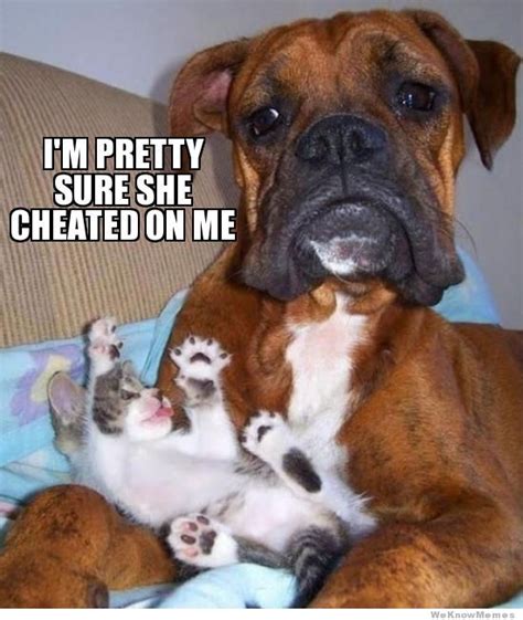10 Funny Dog Memes For Your Friday