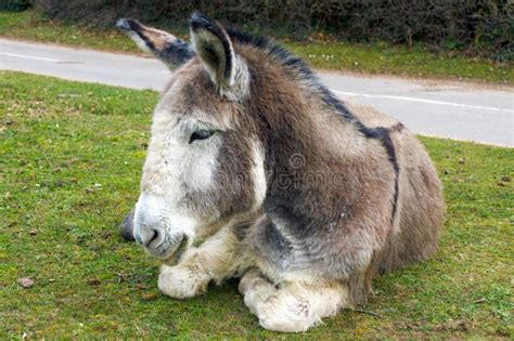 Tired Donkey Stock Photo Image Of Outdoors Curiosity 20765732