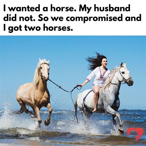 Horses Funny Horse Memes Funny Horses